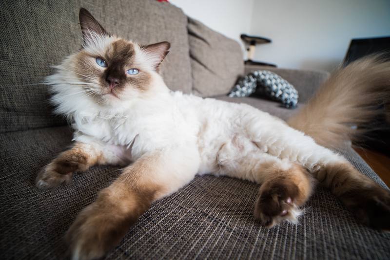 Photograph by Jeff Hann: Mittens - Ragdoll