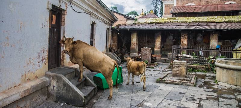 Photograph by Jeff Hann: Cow knocking on door