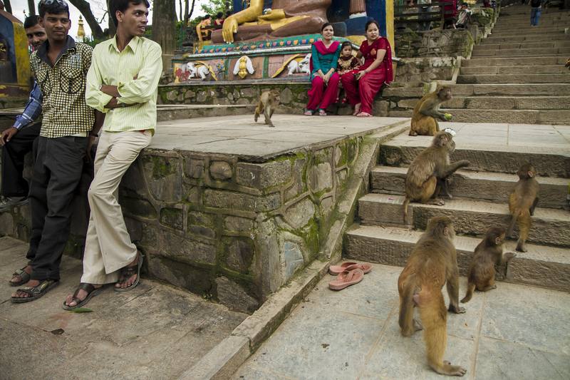 Photograph by Jeff Hann: Monkey Temple
