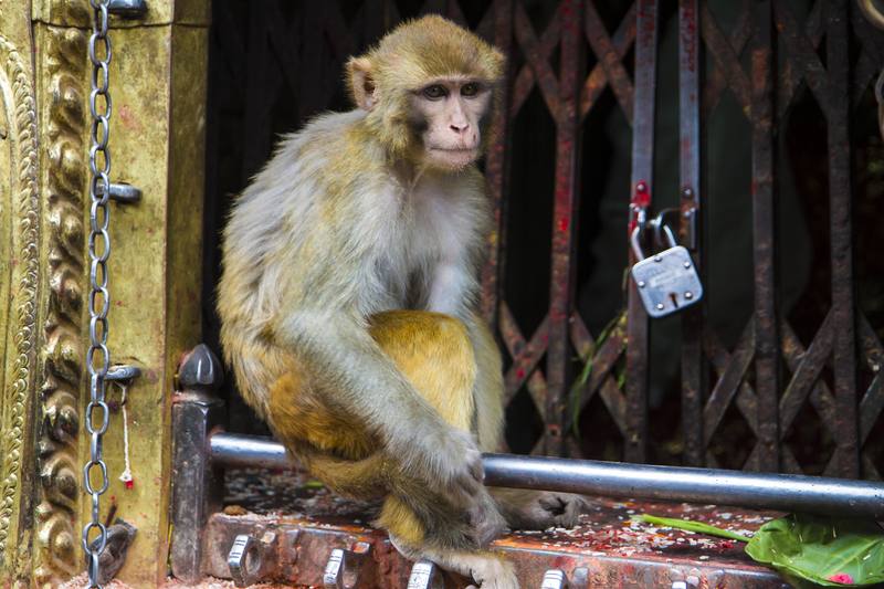 Photograph by Jeff Hann: Monkey Temple