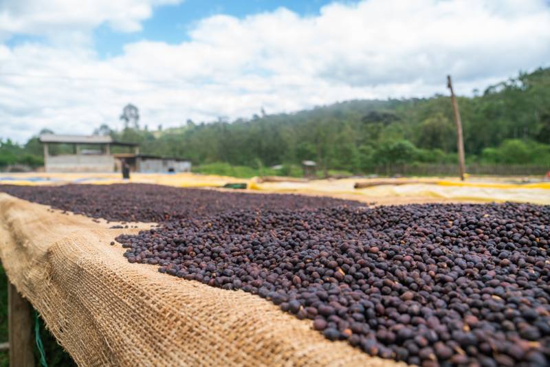 Photograph by Jeff Hann: Natural-process coffee cherry drying on raised beds under a blue sky