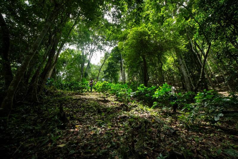 Photograph by Jeff Hann: Young coffee trees planted under a tall forest canopy