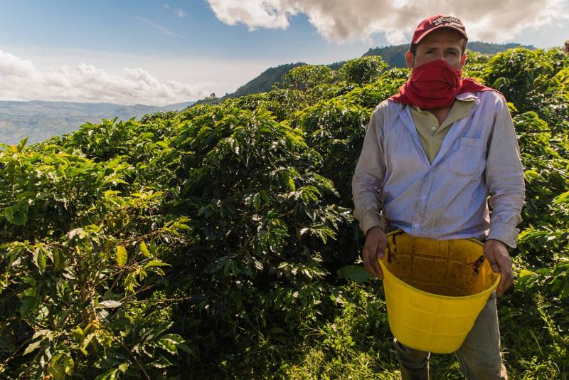 Photograph by Jeff Hann: A coffee picker in a red cap and red scarf holding a yellow bucket