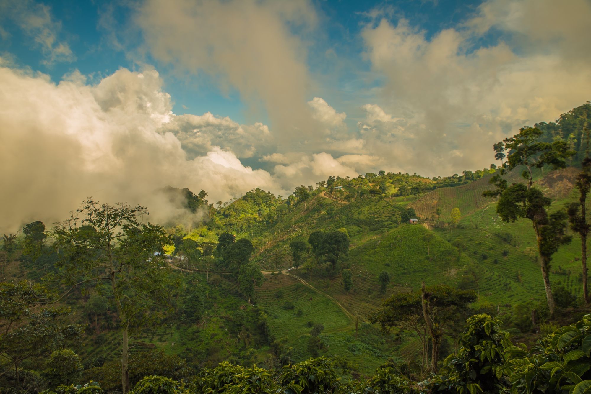 Terraced coffee hillsides and a winding road under towering clouds